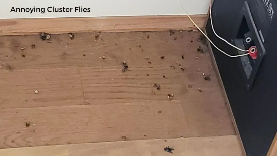 cluster flies