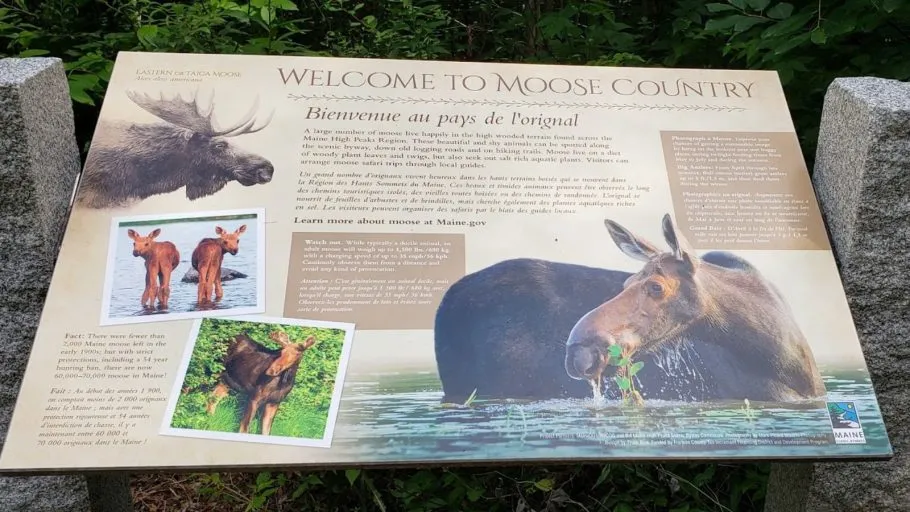 Maine moose county
